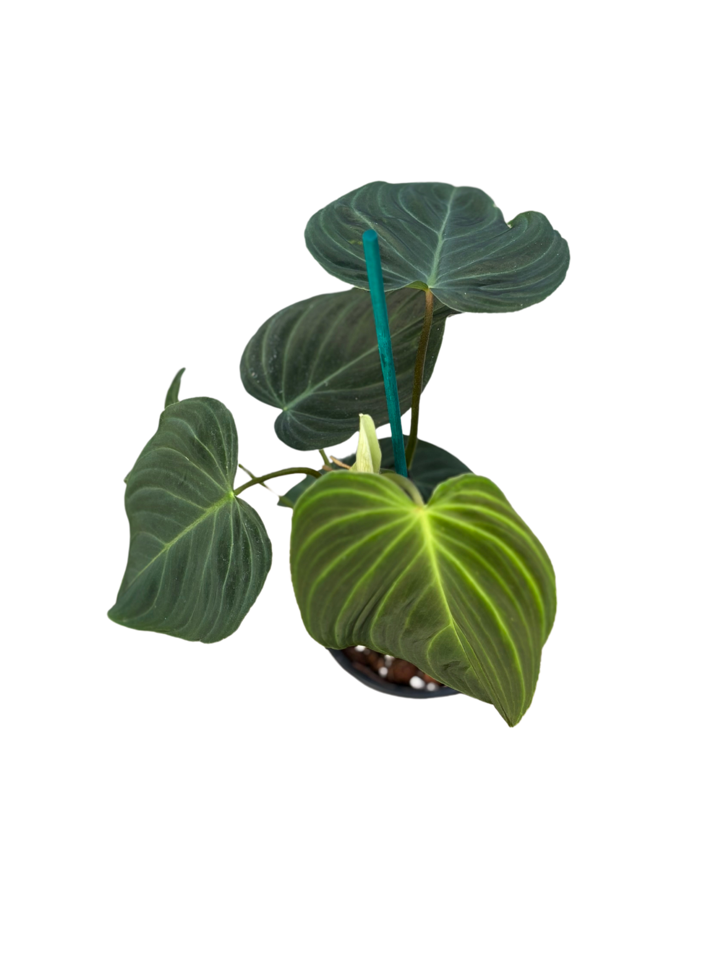 Philodendron ‘Splendid’ in 12 cm pot