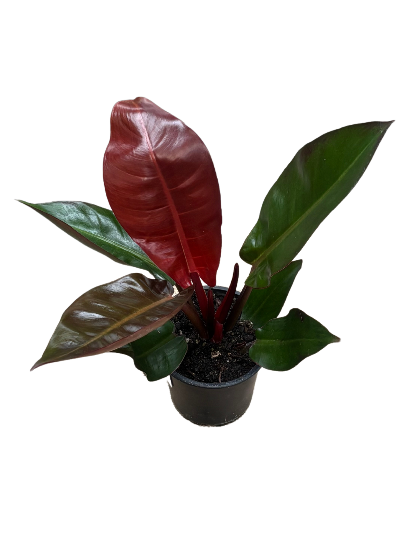 Philodendron ‘Sun Red’ in 12 cm pot