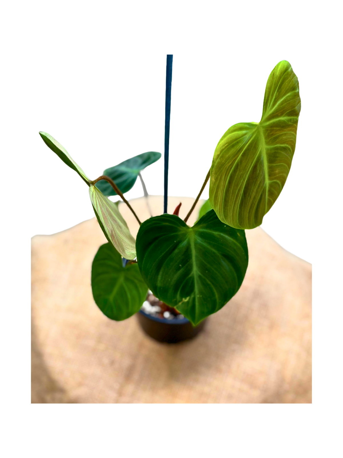 Philodendron_rubrijuvenile_El_Choco_Red_in_12_cm_pot