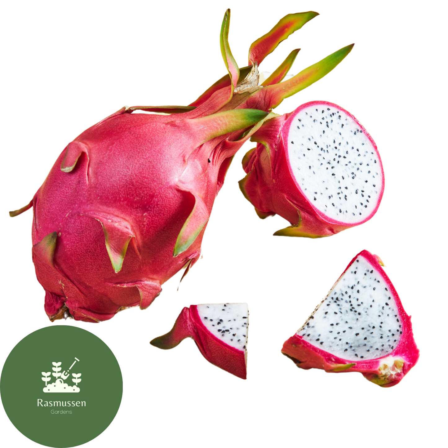 White Dragon Fruit (rooted in pot) - Rasmussen Gardens