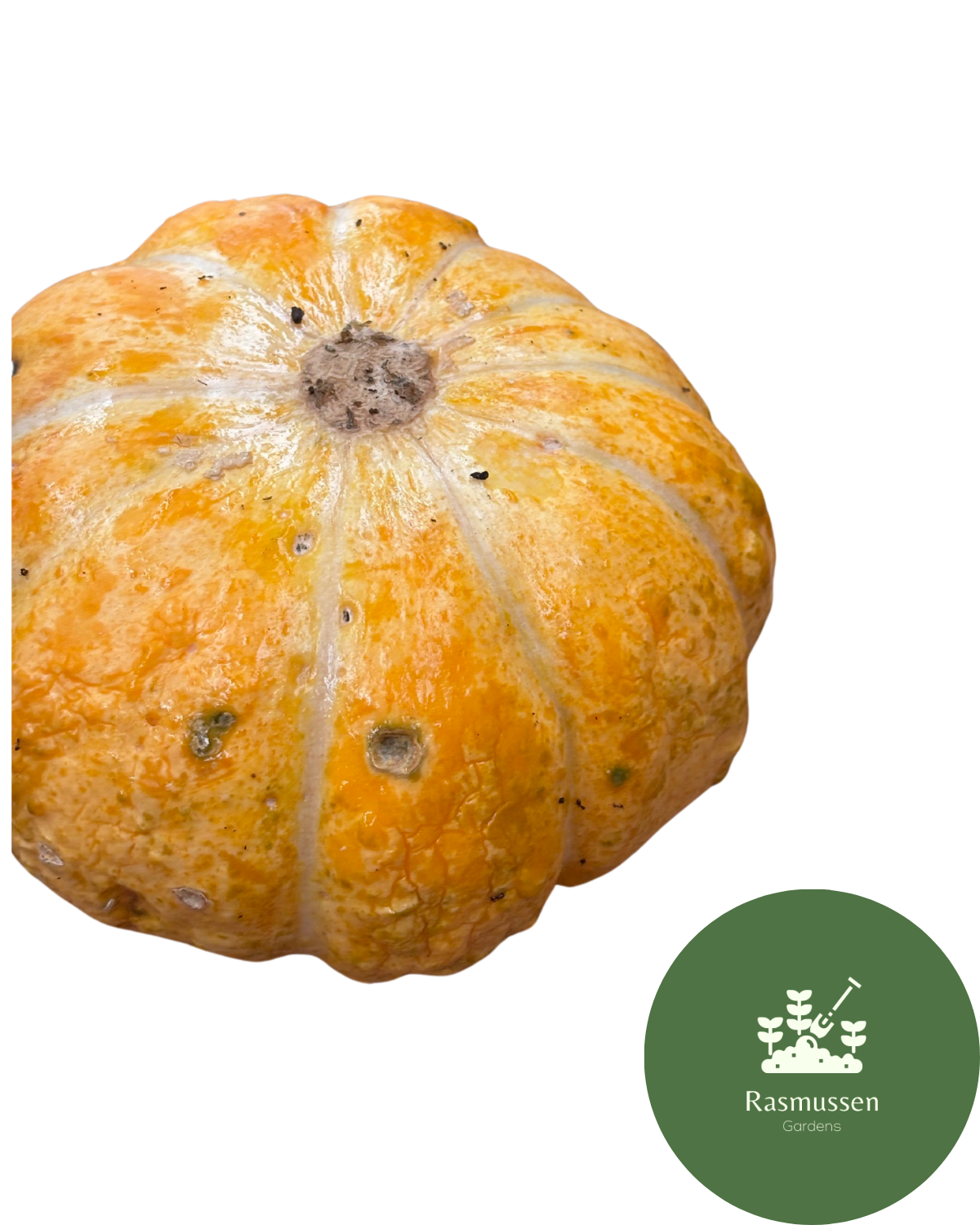 Zatta Melon (15 seeds) - Rasmussen Gardens