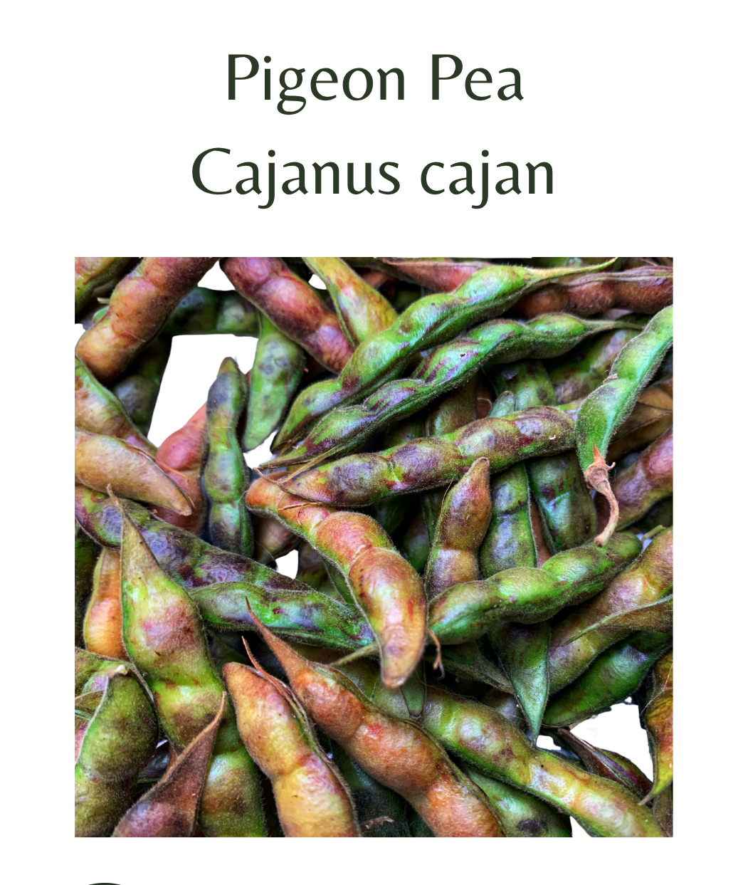 Pigeon_Pea_30_seeds
