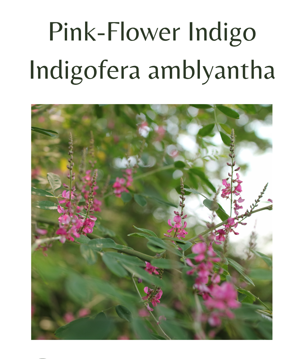 Pink-Flower_Indigo_-_Indigofera_amblyantha_50_seeds