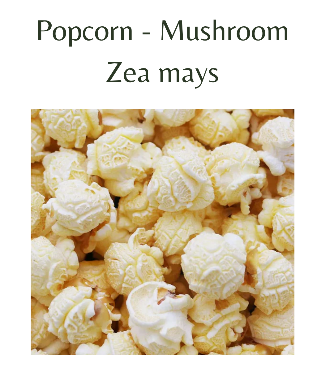 Popcorn_-_Mushroom_75_seeds