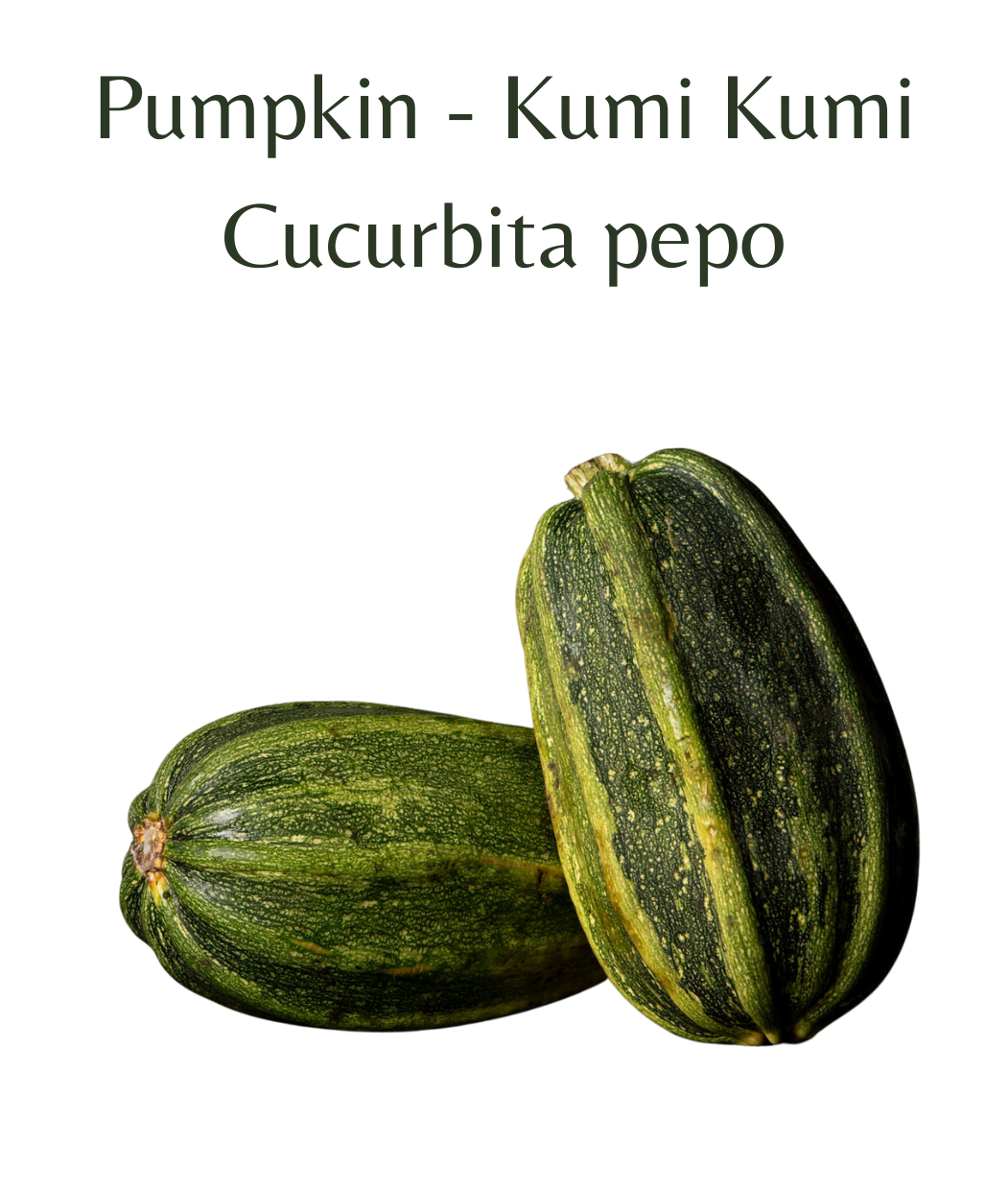 Pumpkin_-_Kumi_Kumi_10_seeds