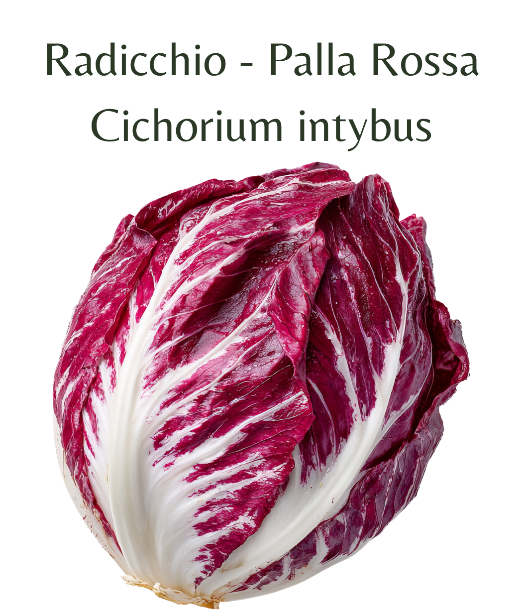 Radicchio_-_Palla_Rossa_500_seeds