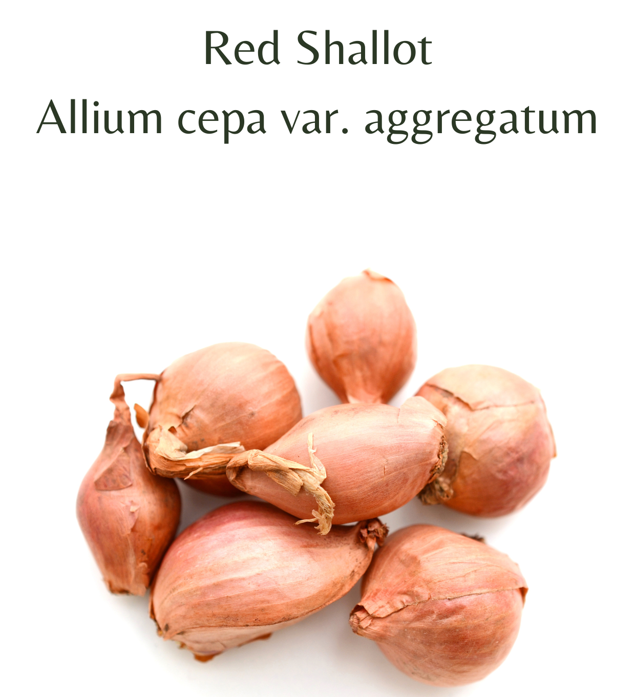 Red Shallot 2