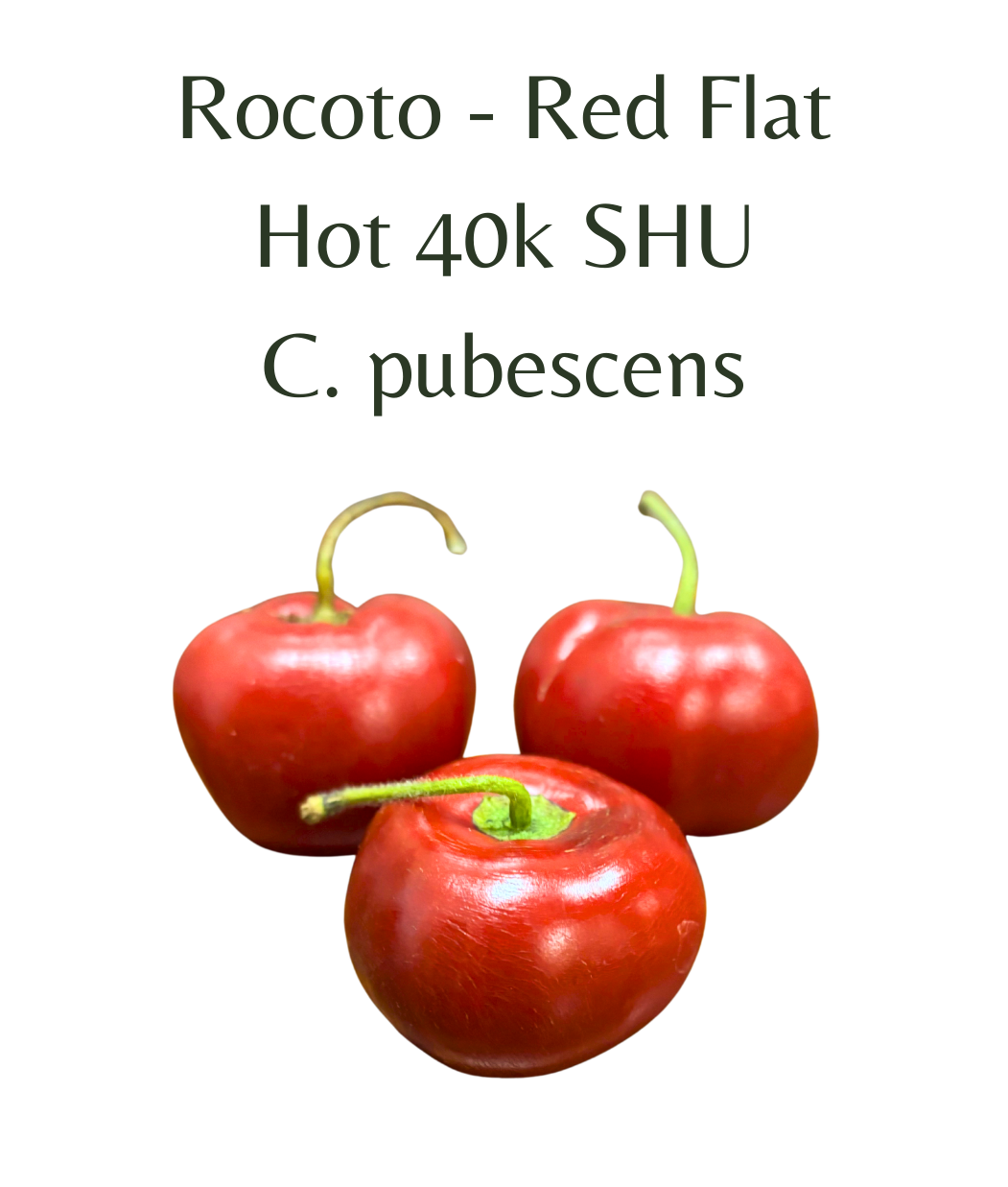 Rocoto_Manzano_-_Red_Flat_chilli_Seeds_10_seeds