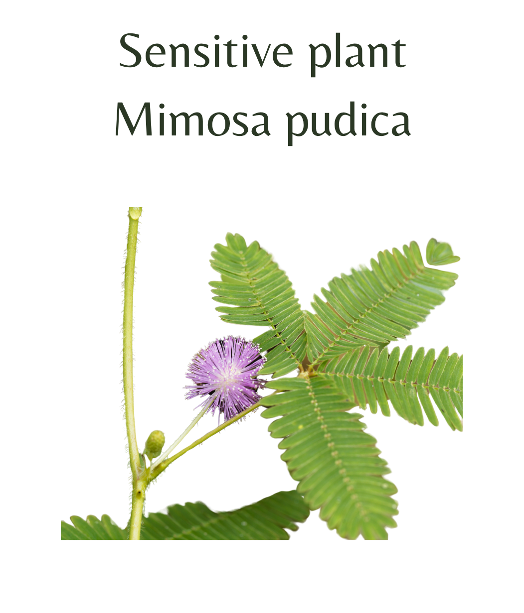 Sensitive_Plant_-_Mimosa_pudica_50_seeds