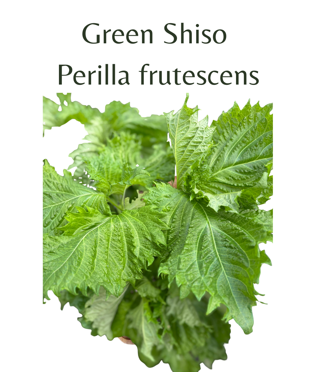 Shiso_Green_perilla_150_seeds