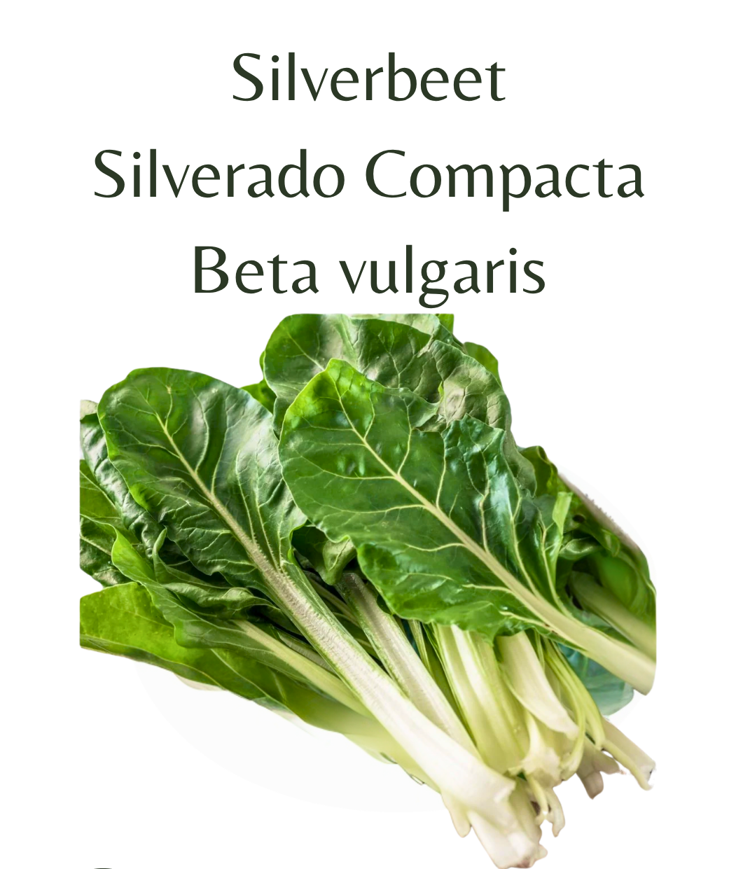 Silverbeet_-_Silverado_Compacta_150_seeds