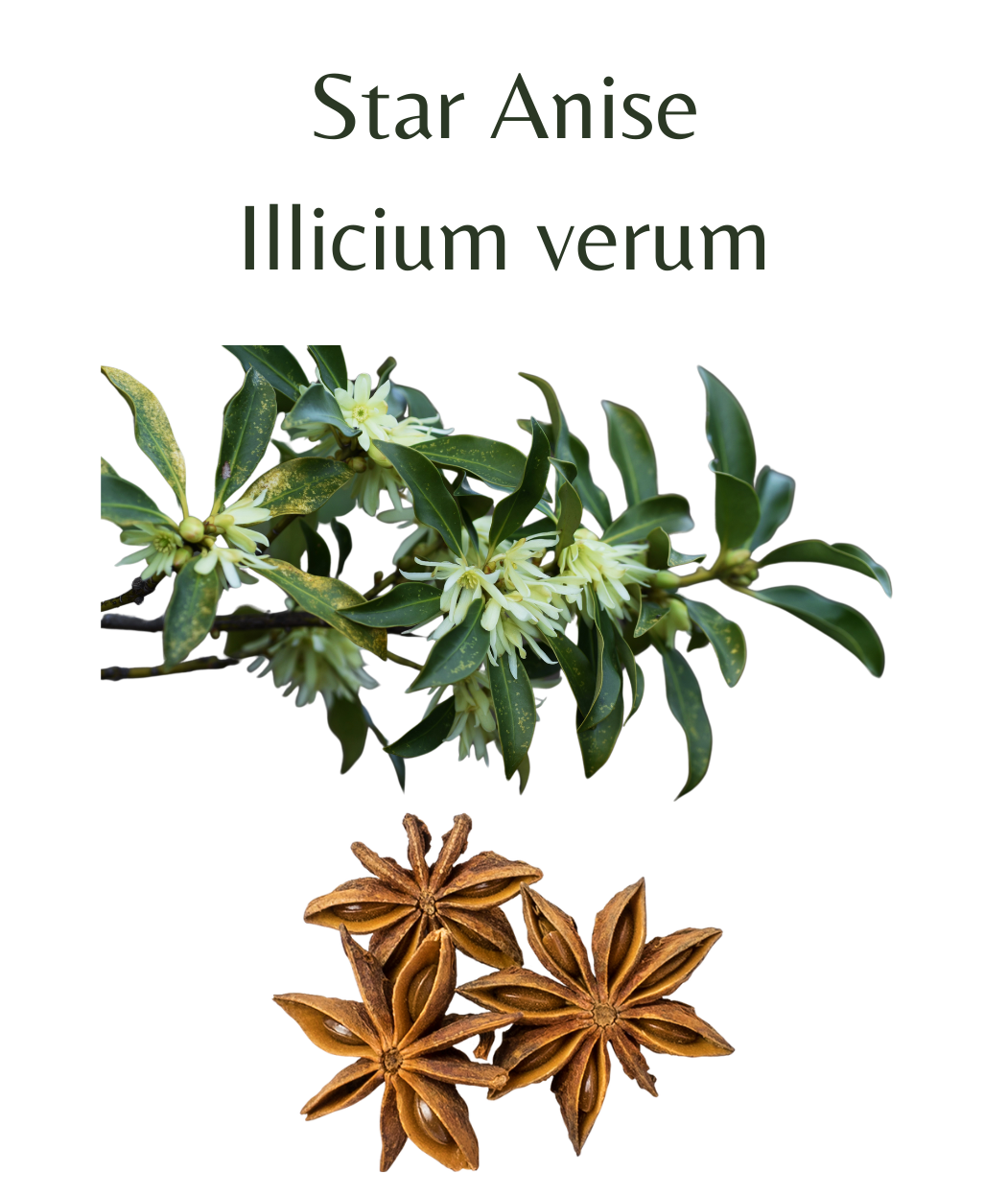 star anise seeds for planting Star Anise