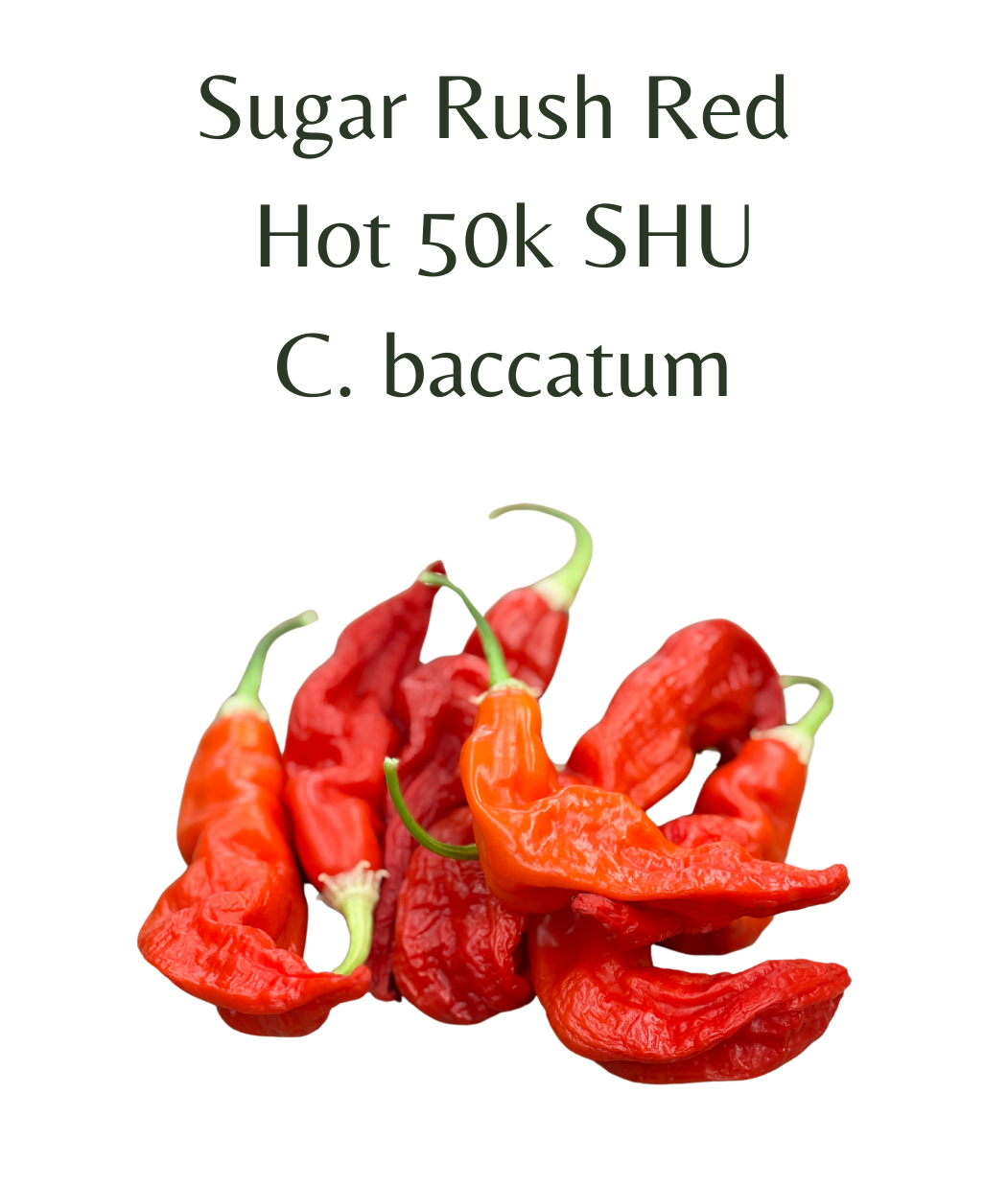 Sugar Rush Red Chilli Seeds (10 seeds) - Rasmussen Gardens