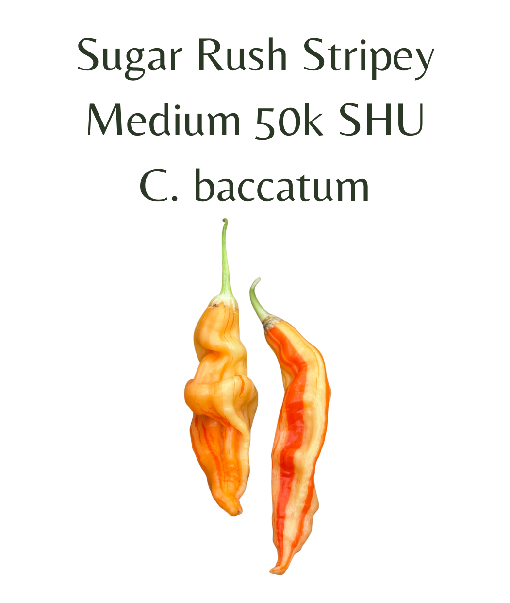 Sugar Rush Stripey Chilli Seeds (10 seeds) - Rasmussen Gardens