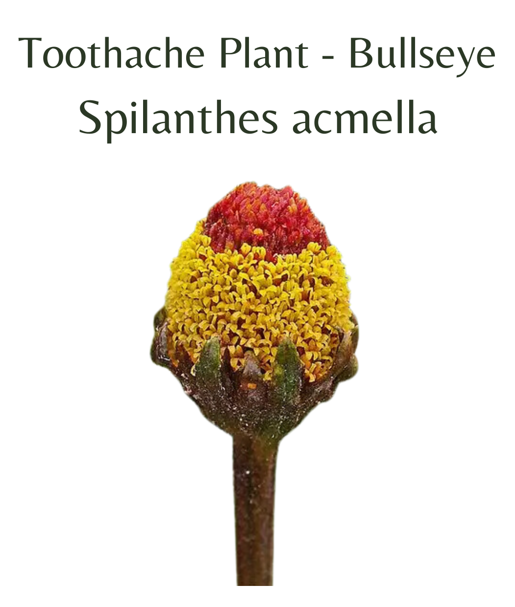 growing toothache plant from seed Toothache Plant, Bullseye