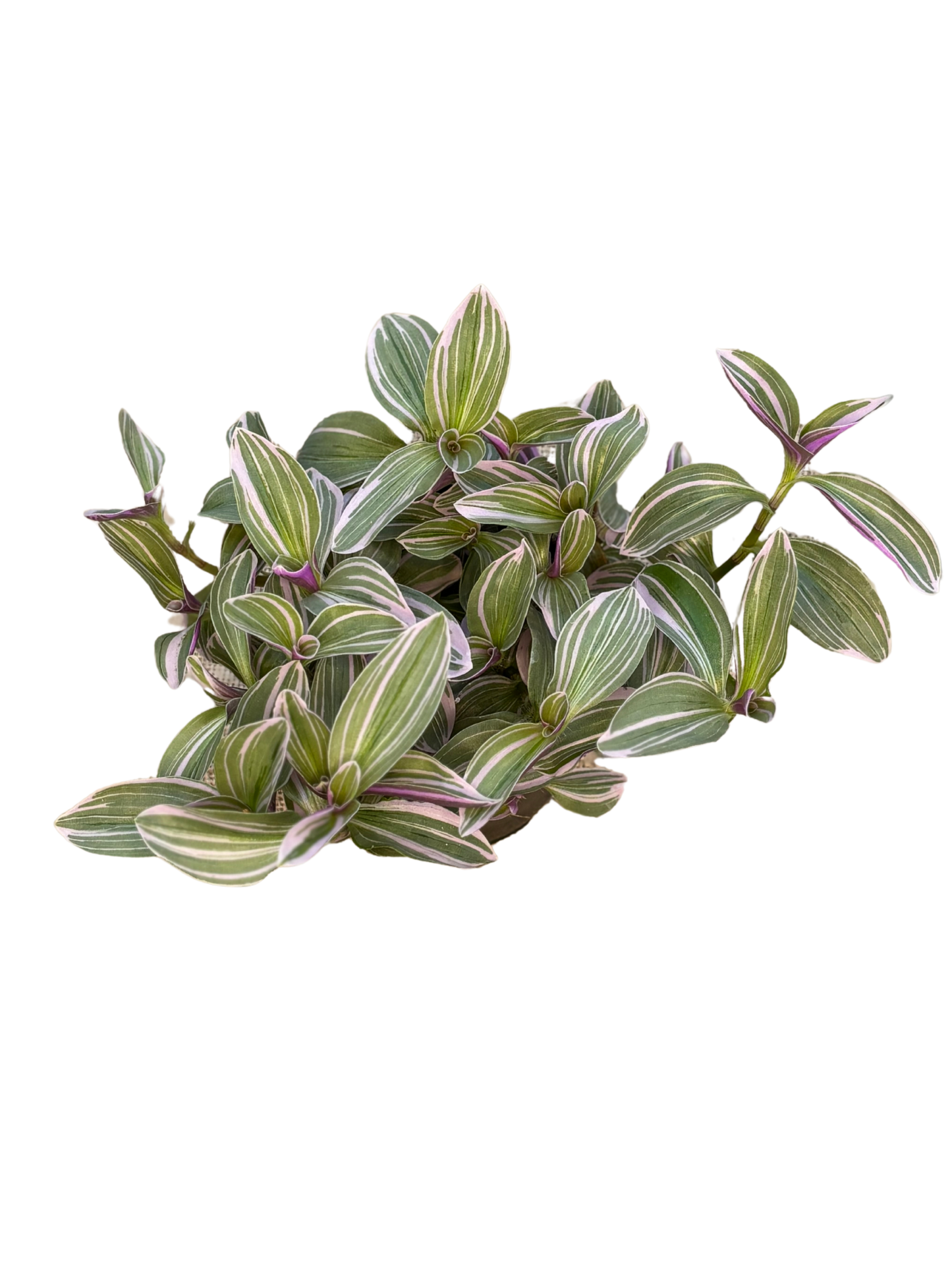 Tradescantia cerinthoides 1