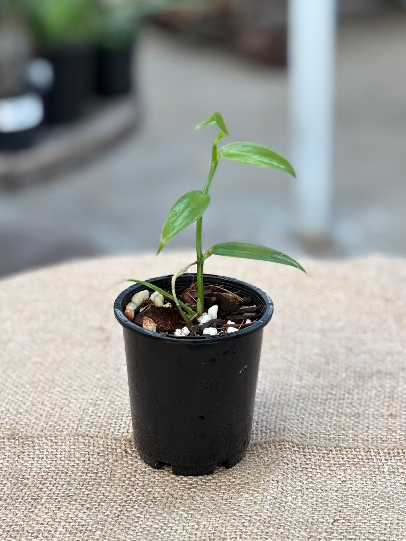 vanilla plant in pot Vanilla Orchid – Vanilla planifolia in 7 cm pot – Rasmussen Gardens