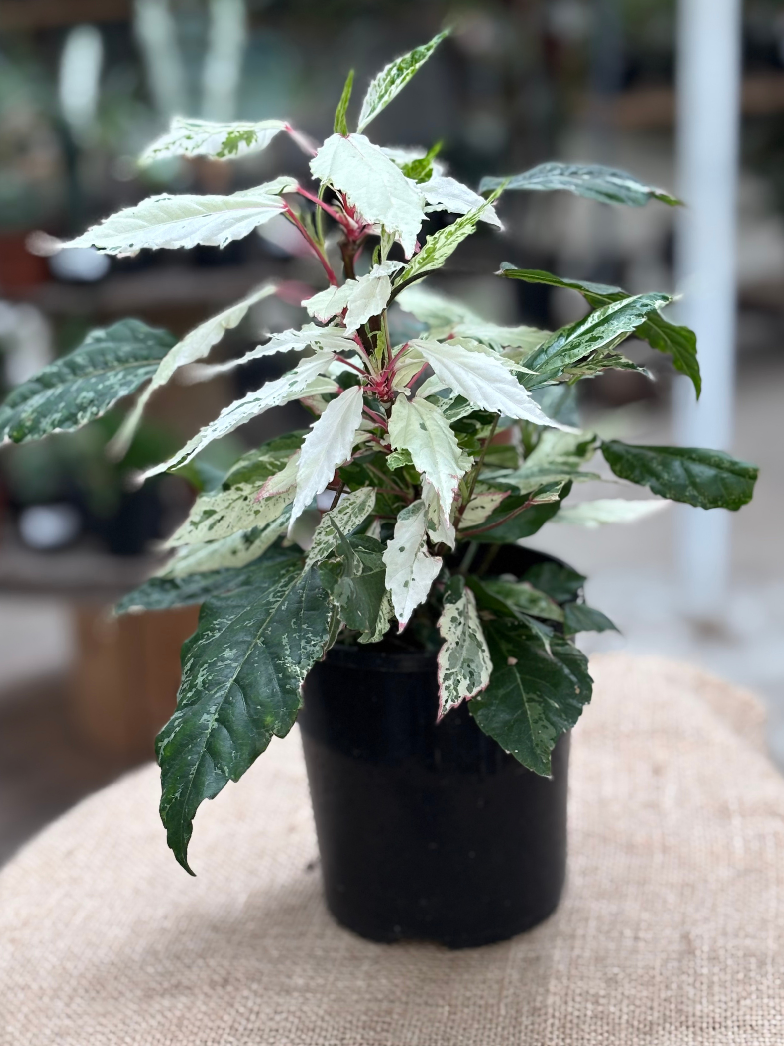 hibiscus plant in pot Variegated Hibiscus plant in 12cm pot – Rasmussen Gardens