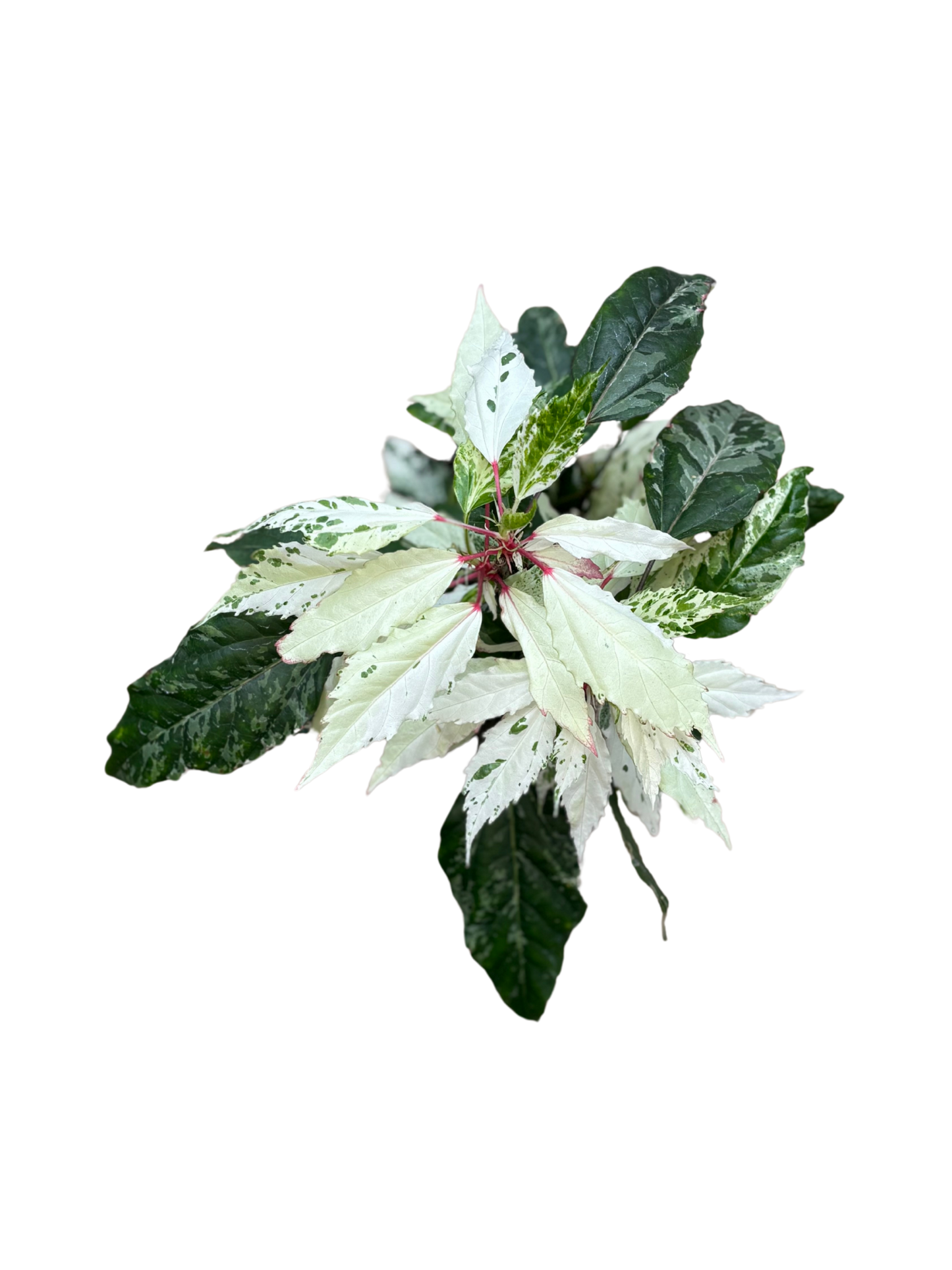 Variegated_Hibiscus_plant_in_12cm_pot