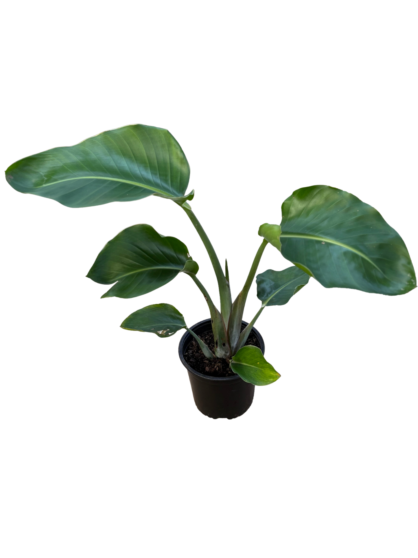 White_Bird_of_Paradise_Strelitzia_nicolai_in_15_cm_Pot