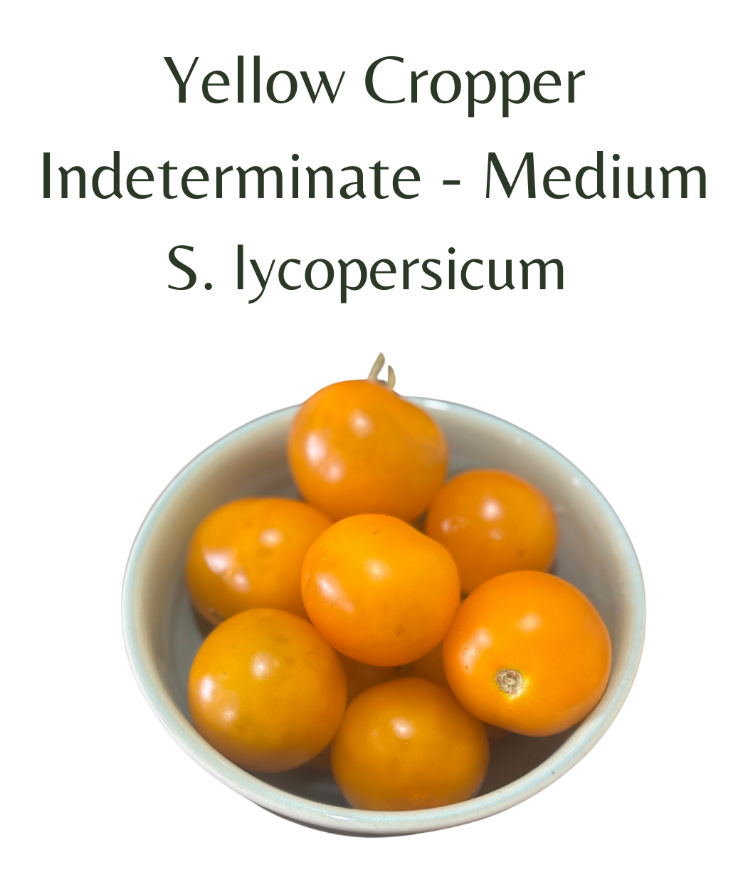 Yellow Cropper Tomato (10 seeds)