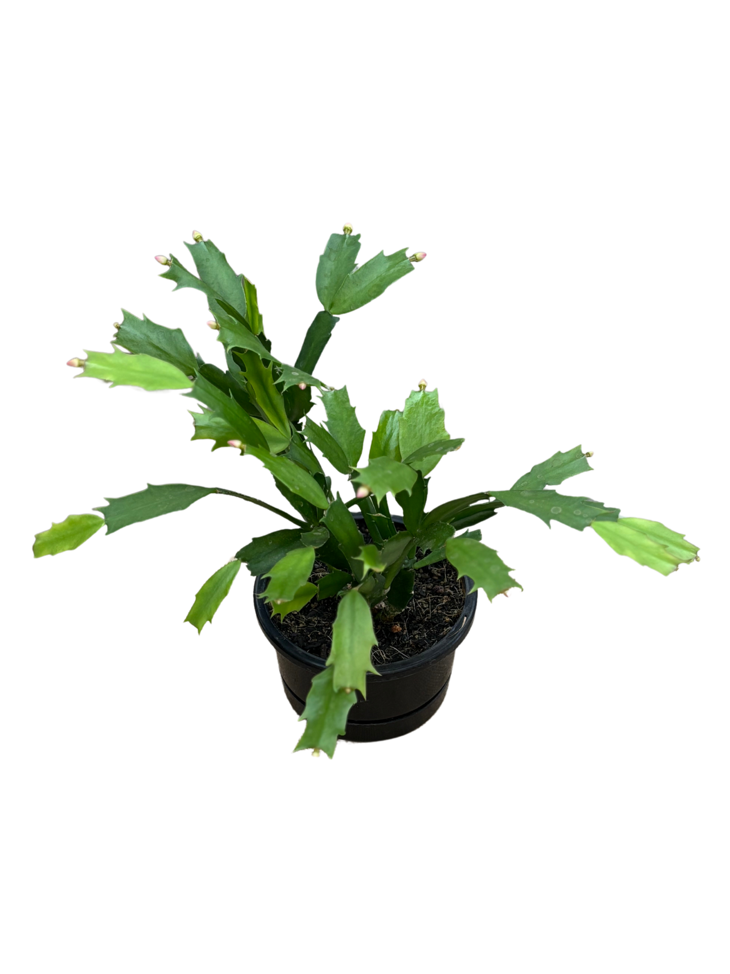 Zygocactus plant in 14 cm pot