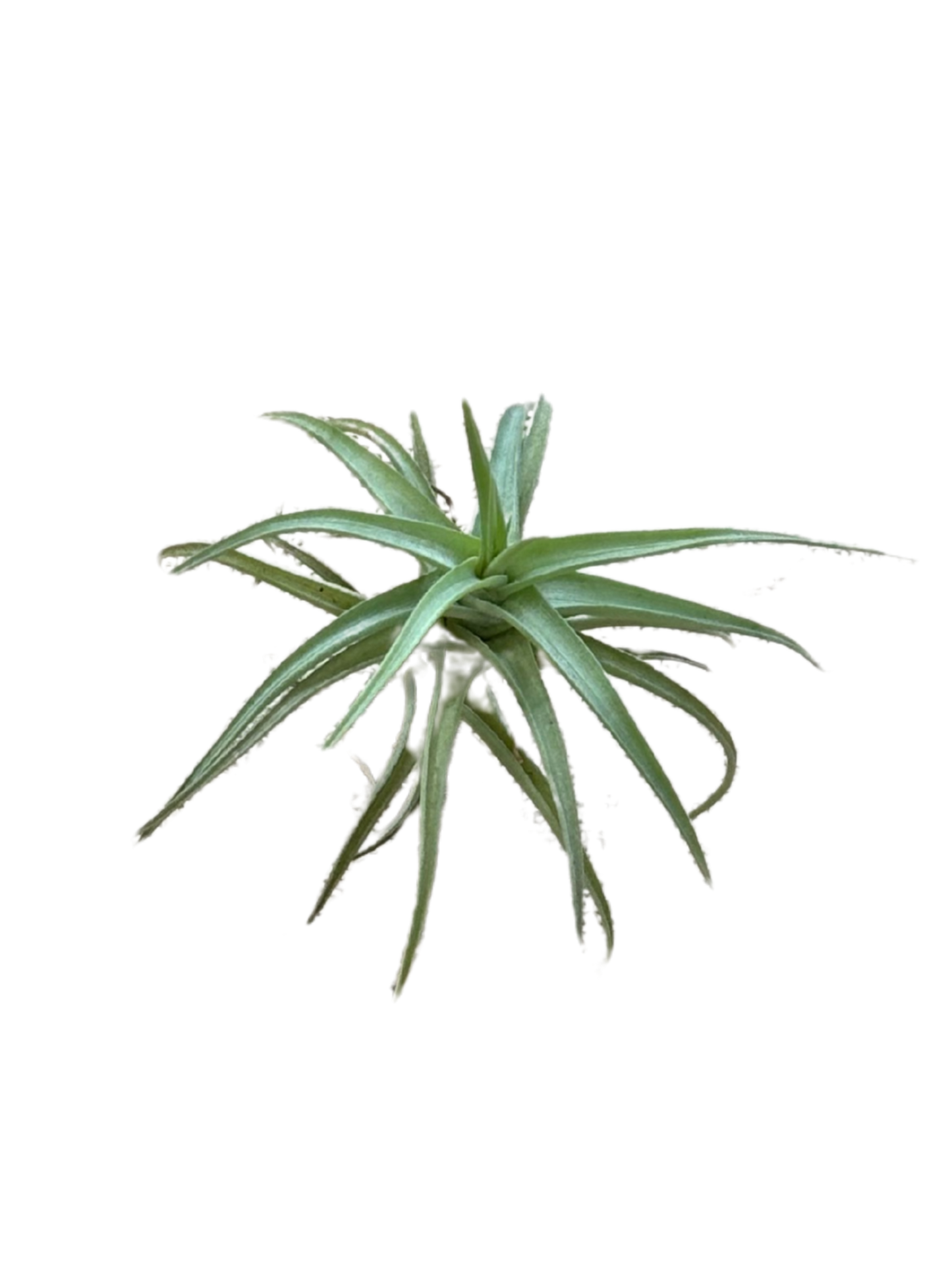 Tillandsia Tenuifolia Air Plant