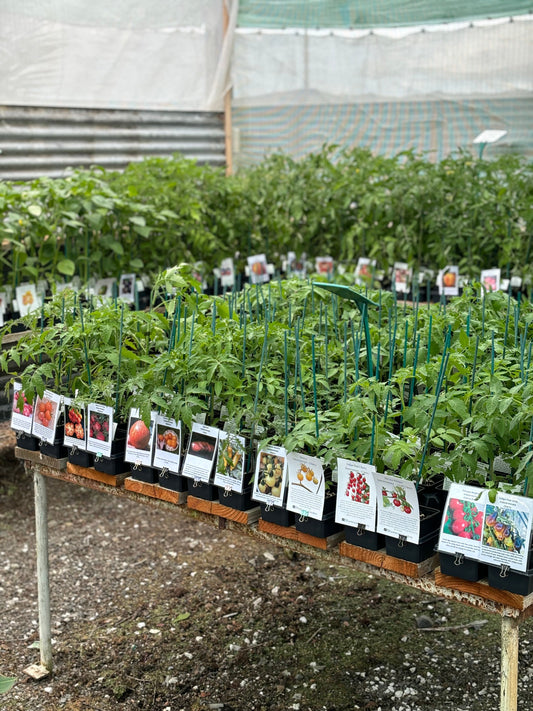 When to Plant Chilli & Tomato Seedlings Outdoors in New Zealand