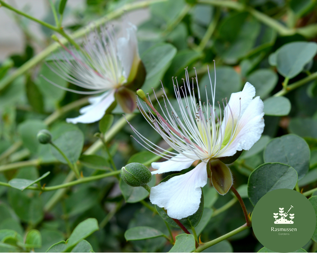 Caper Seeds Germination Guide