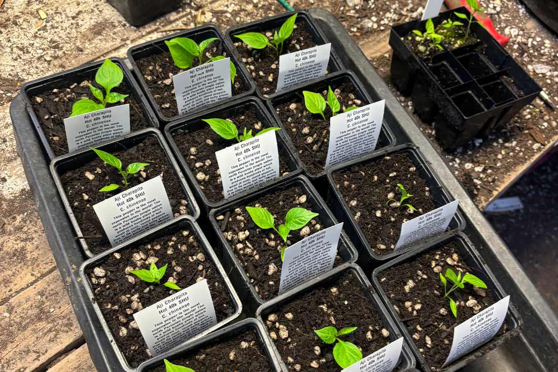 Chilli Pepper & Tomato Seed Germination Guide