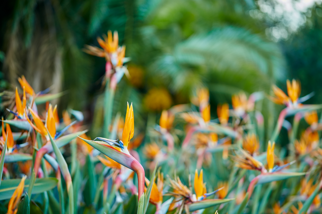 Strelitzia (Bird of Paradise) Seed Germination Guide
