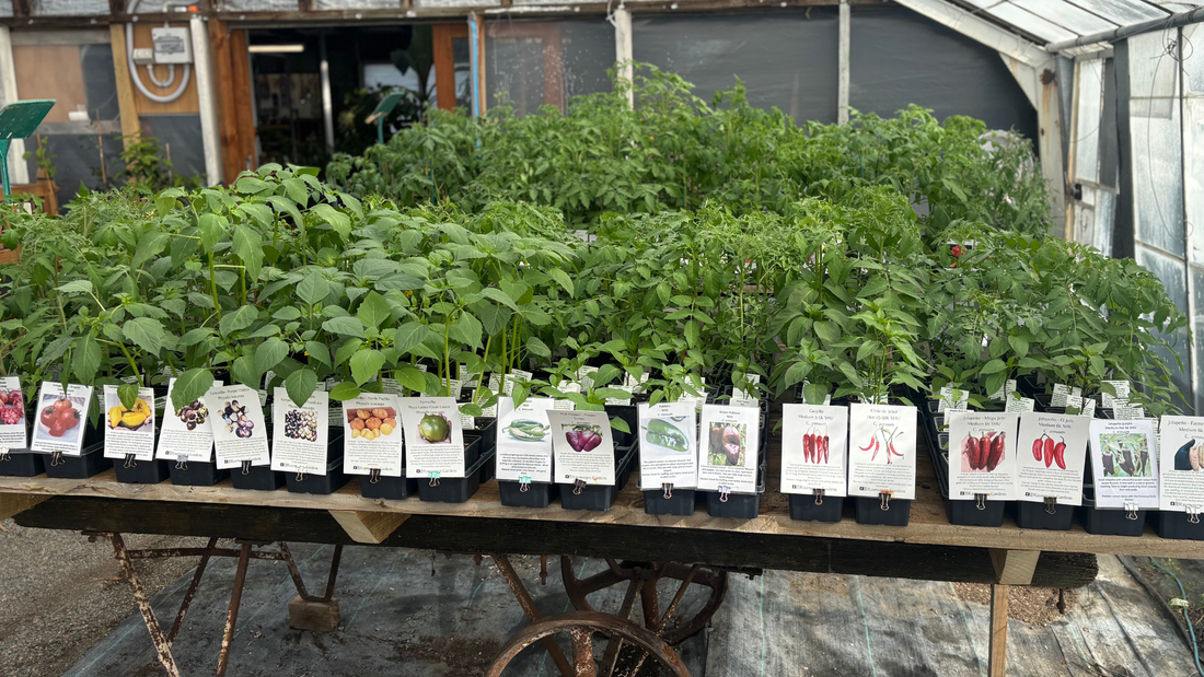 The Ultimate Chilli Pepper & Tomato Growing Guide