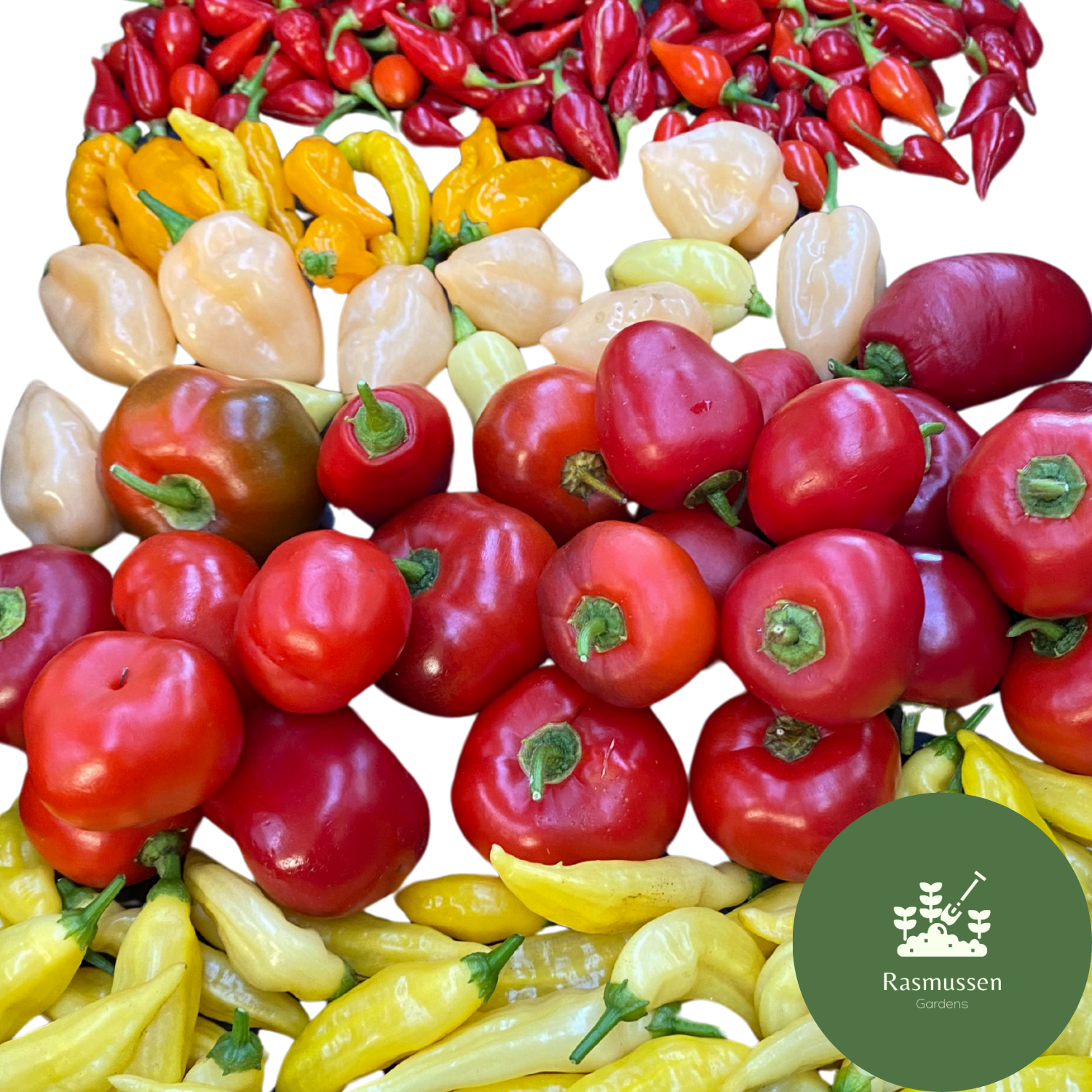 Chilli Seeds – Rasmussen Gardens