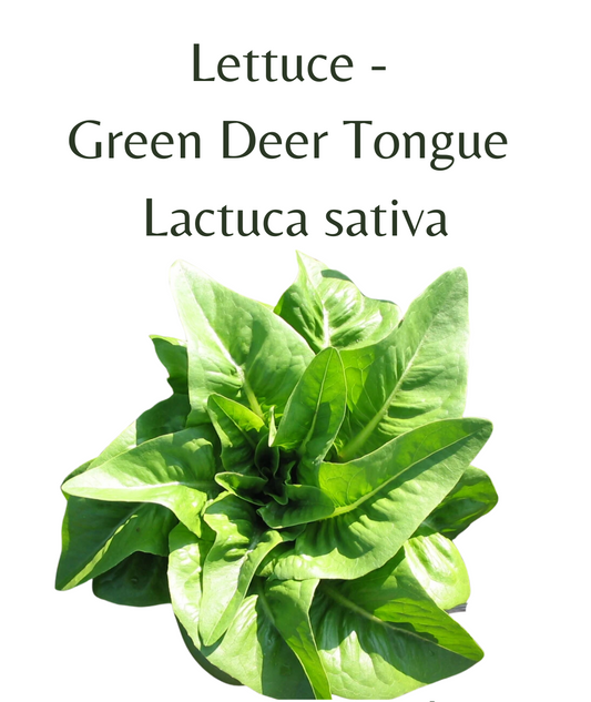 Lettuce - Green Deer Tongue (150 seeds)