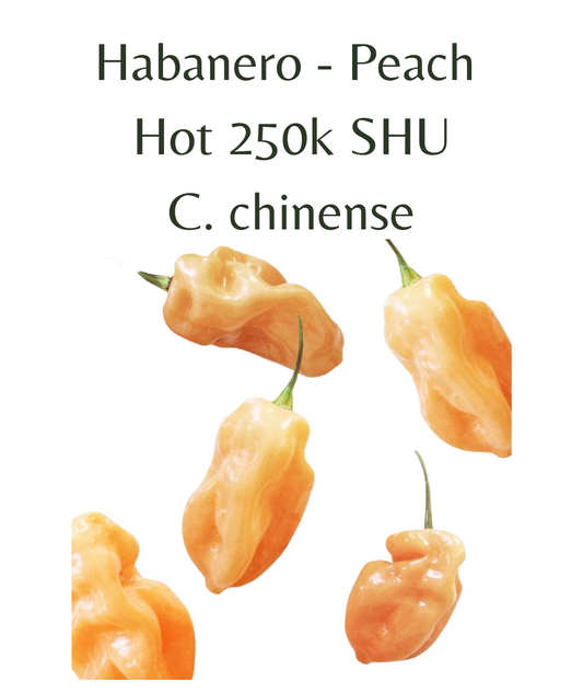 Habanero Peach Chilli Seeds (10 seeds)