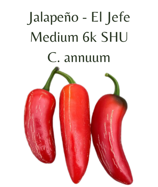 Jalapeño - El Jefe Chilli Seeds (10 seeds)