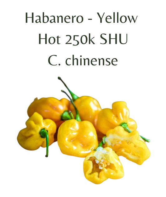 Habanero - Yellow Chilli Seeds (10 seeds)
