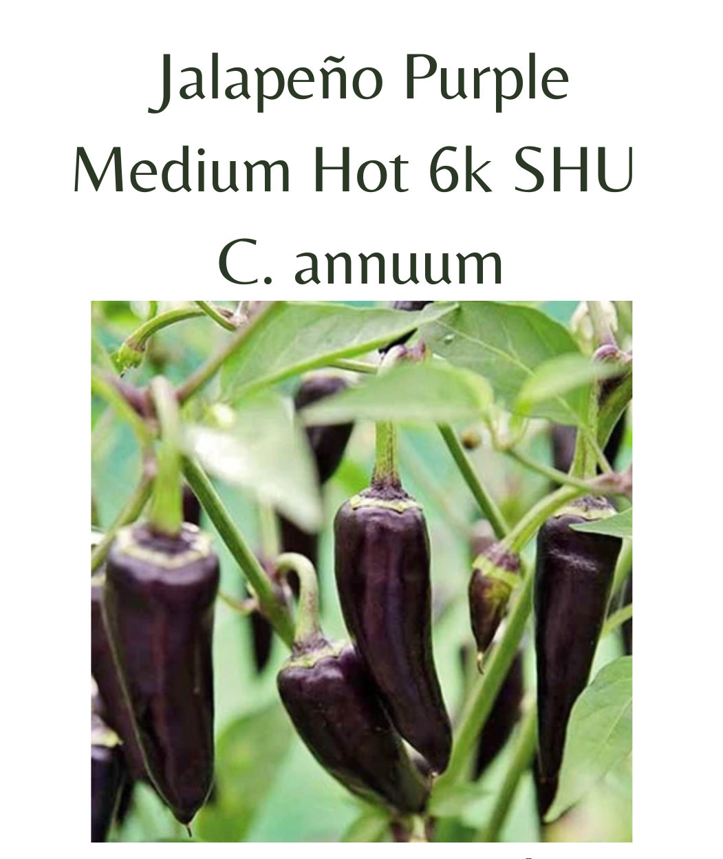 Jalapeno Purple Chilli Seeds (10 seeds)