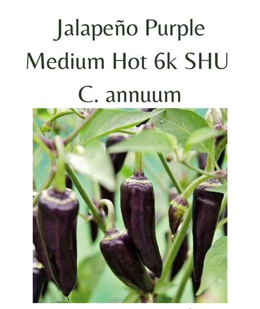 Jalapeno Purple Chilli Seeds (10 seeds)