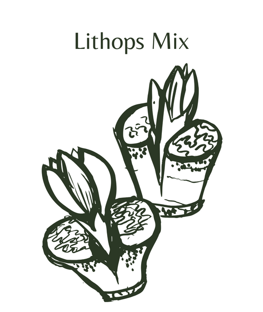 Lithop Seeds (50 seeds)