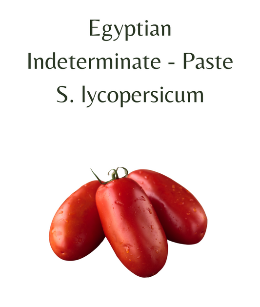 Egyptian Tomato (10 seeds)