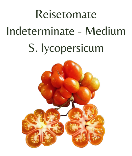 Reisetomate Tomato (10 seeds)