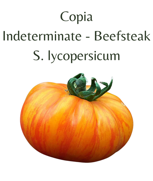 Copia Tomato (10 seeds)