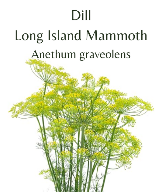 Dill - Long Island Mammoth (150 seeds)