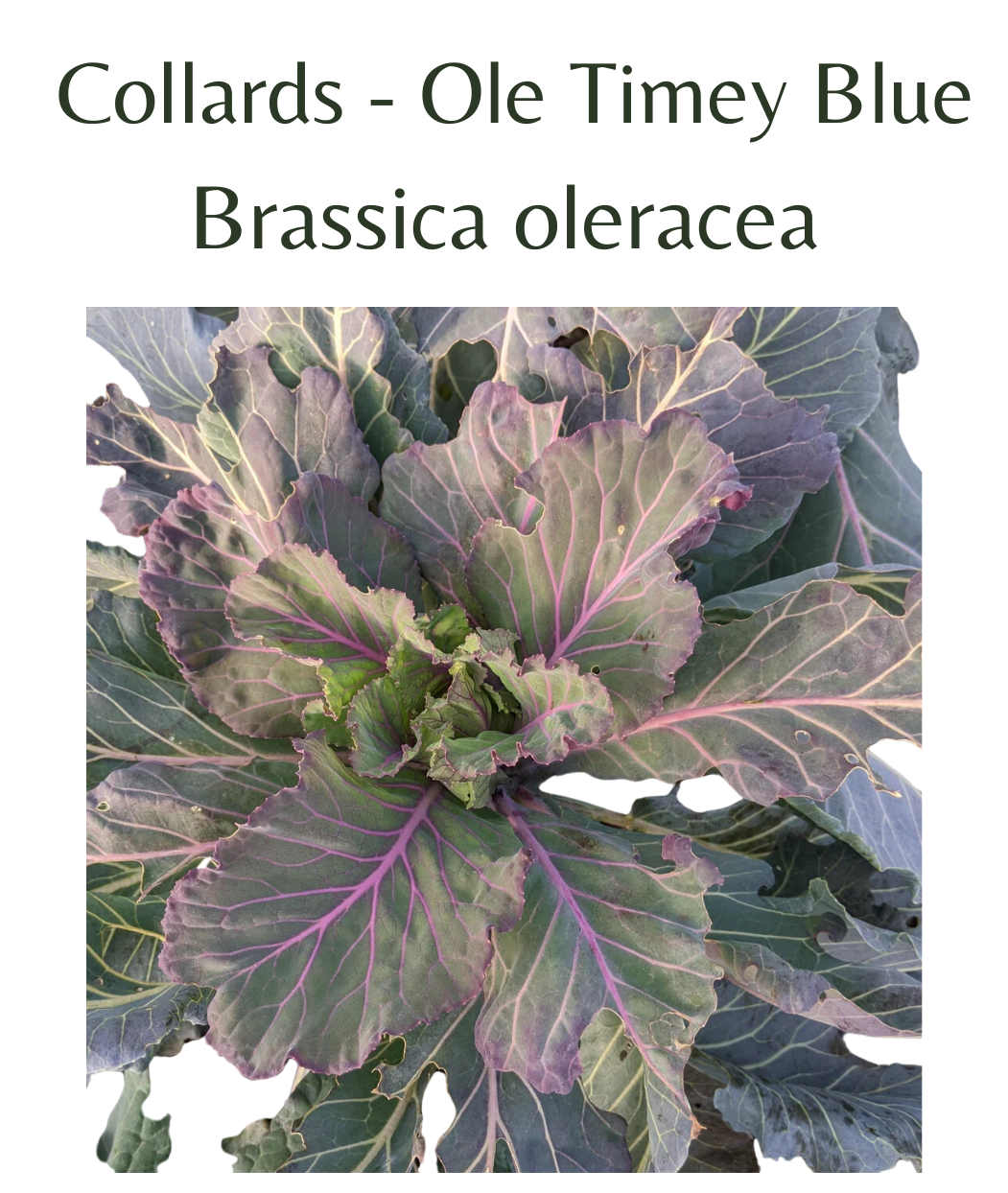 Collards - Ole Timey Blue (100 seeds)