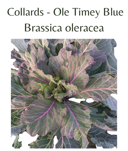 Collards - Ole Timey Blue (100 seeds)
