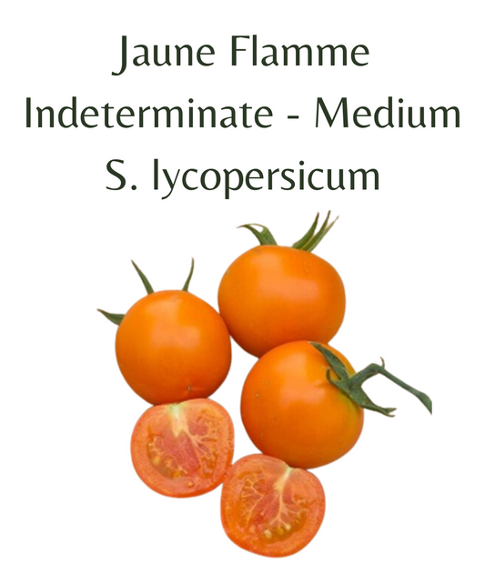 Jaune Flamme Tomato (10 seeds)