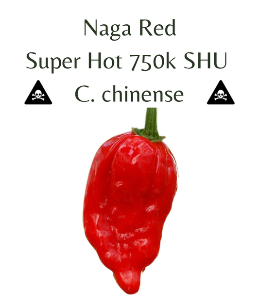 Naga Red Chilli Seeds (10 seeds)