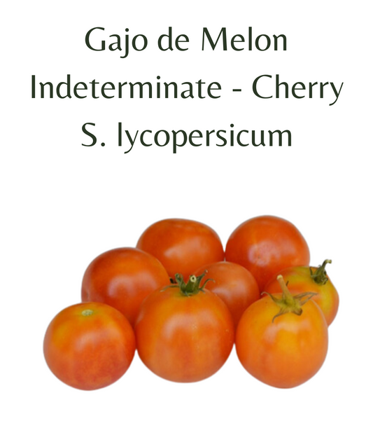 Gajo de Melon Tomato (10 seeds)