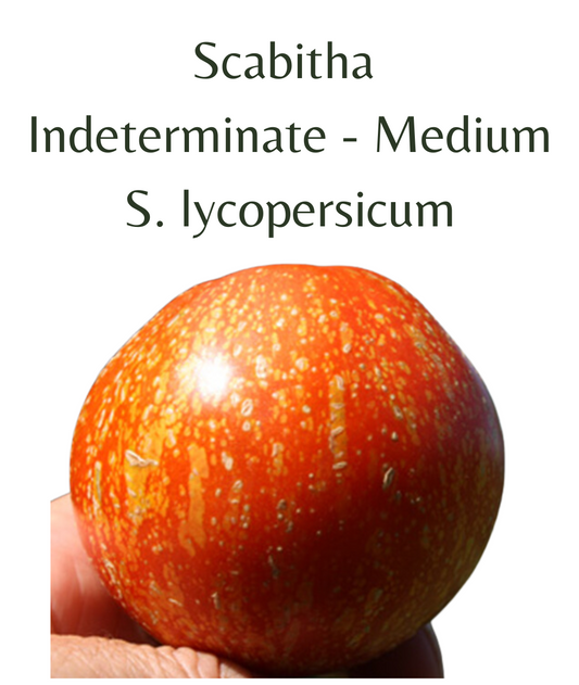 Scabitha Tomato (10 seeds)